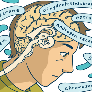 Excerpt from the Comic: The head of the main characters with a cross section of the brain, around it words for hormones.